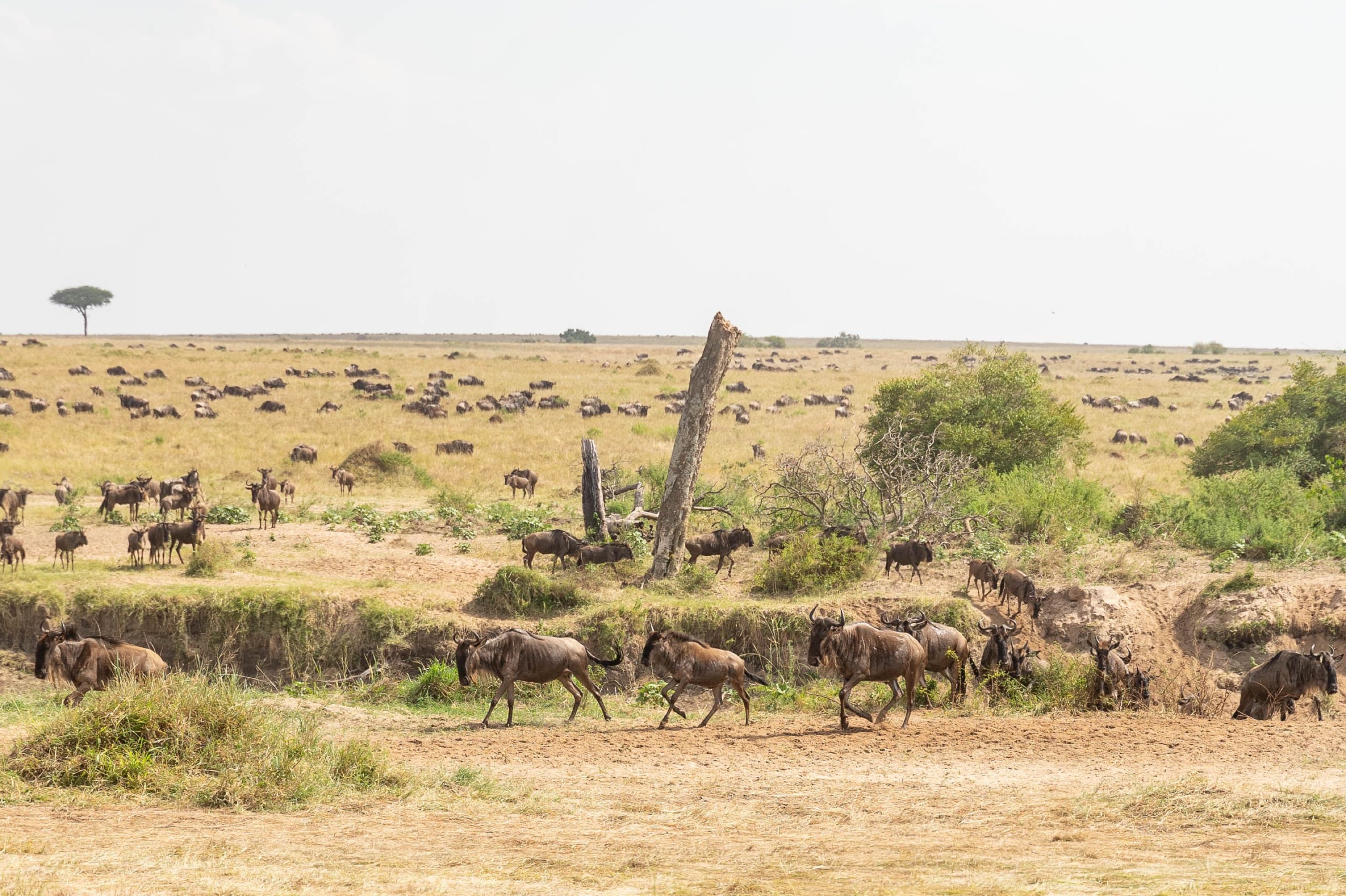 A vast herd of wildebeest migrating across the open savannah of the Maasai Mara, Kenya